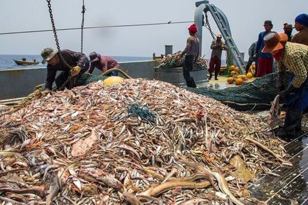 ممنوعیت دوساله صیدترال تا مشخص شدن وضعیت زیست محیطی دریاها