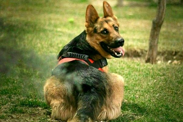 تصویری جالب از لحظه پیدا شدن یک مجروح در زیر آوار زلزله ترکیه توسط یک سگ/ عکس