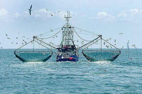 یک نماینده: همه نوع صید ترال به مدت دو سال ممنوع می‌شود