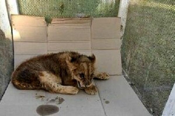 کشف و ضبط یک قلادە "تولە شیر"  از یک خودرو در بانە