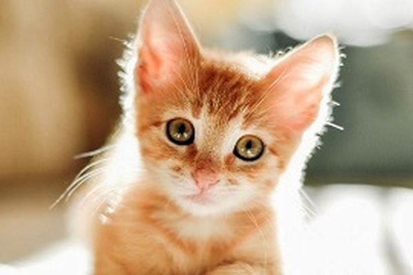 گربه‌ای که قصد شکار پرندگان داخل تلویزیون را داشت!