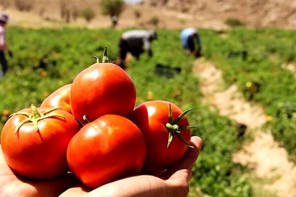 کاهش 10 درصدی کشت گوجه در مشهد