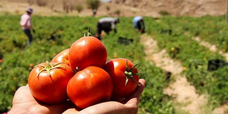 کاهش 10 درصدی کشت گوجه در مشهد