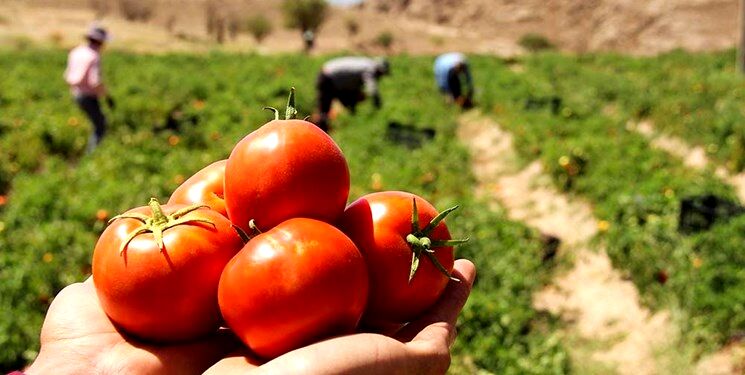 کاهش 10 درصدی کشت گوجه در مشهد