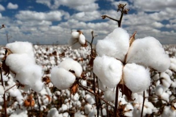 واردات مافیایی پنبه موجب افت قیمت می‌شود