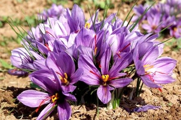 خرید حمایتی زعفران، تسهیلات مجلس برای زعفران را بی‌اثر کرد