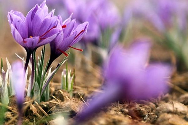 امسال تنها 2 نوع زعفران از کشاورزان خریداری شد/ میزان زعفران تحویلی بسیار پایین بود