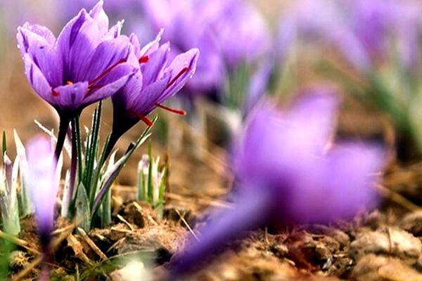 امسال تنها 2 نوع زعفران از کشاورزان خریداری شد/ میزان زعفران تحویلی بسیار پایین بود