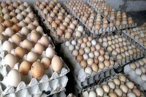 گران‌فروشان تخم‌مرغ زیر ذره‌بین قانون