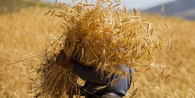 افزایش 11درصدی توزیع بذر غلات در خراسان رضوی