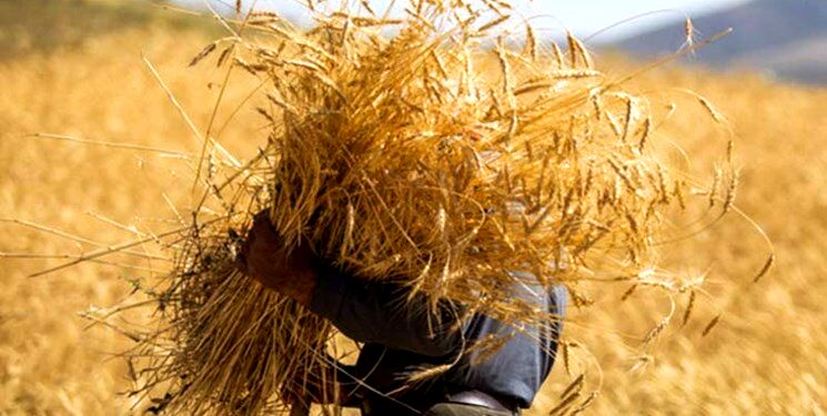 افزایش 11درصدی توزیع بذر غلات در خراسان رضوی