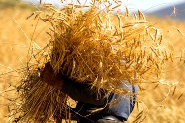 افزایش 11درصدی توزیع بذر غلات در خراسان رضوی