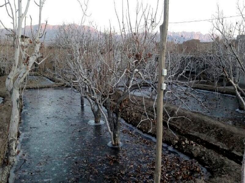 یخ‌آب زمستانه فرصتی برای مبارزه با آفات باغات