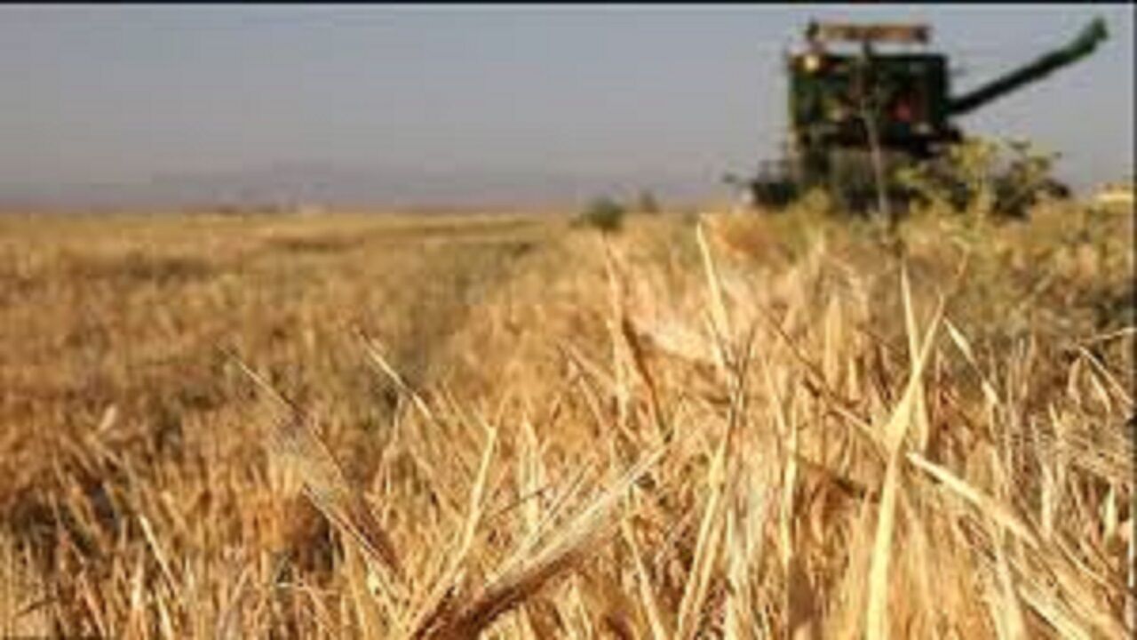 بیش از ۲۰ هزار هکتار از اراضی مشهد زیرکشت جو قرار گرفت