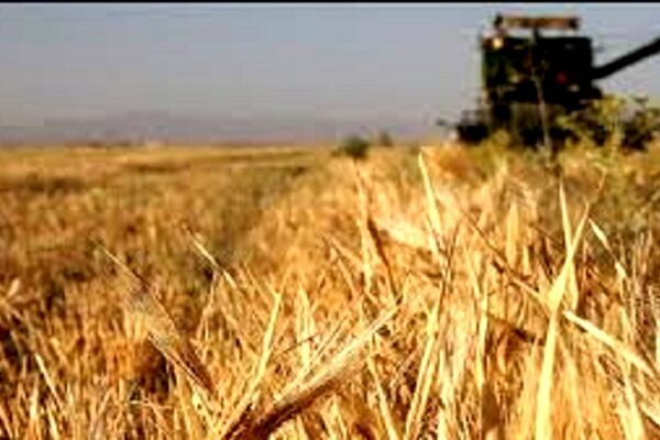 بیش از ۲۰ هزار هکتار از اراضی مشهد زیرکشت جو قرار گرفت