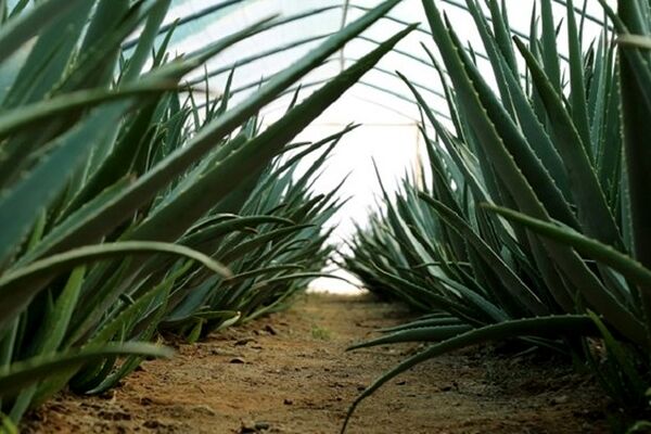 تولید ژل خالص و تصفیه شده آلوئه ورا برای اولین‌بار در مشهد