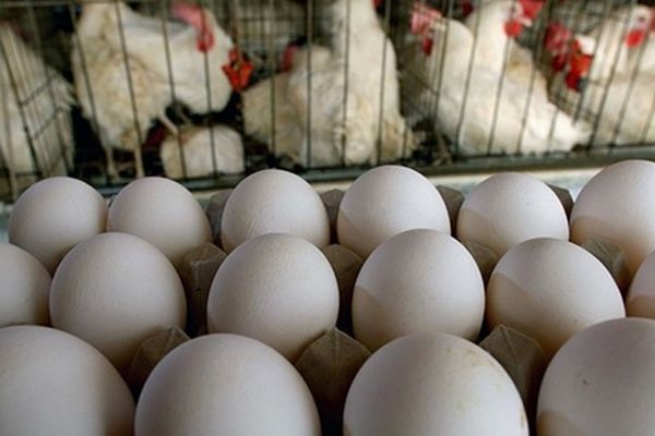 روند کاهشی قیمت مرغ و تخم مرغ در خراسان رضوی ادامه دارد