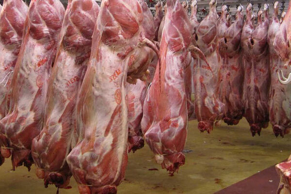 320 تن گوشت گوسفندی پودر می‌شود