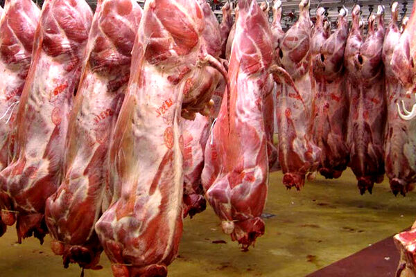 320 تن گوشت گوسفندی پودر می‌شود