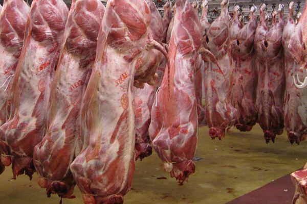 320 تن گوشت گوسفندی پودر می‌شود