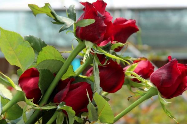 افزایش قیمت شاخه گل رز بین ۱۰ تا ۲۰ درصد است