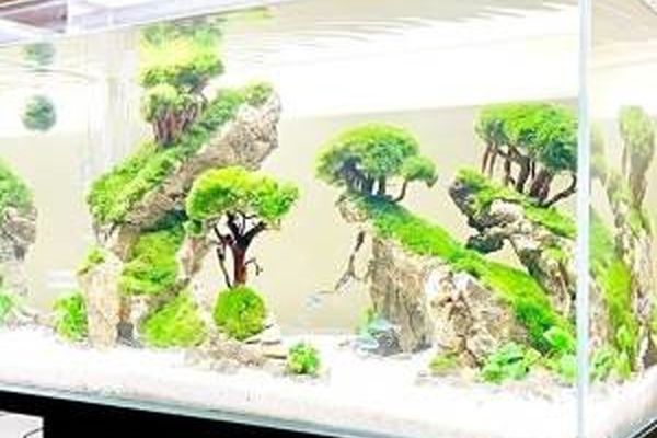 در انتخاب آکواریوم دقت کنید