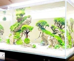 در انتخاب آکواریوم دقت کنید