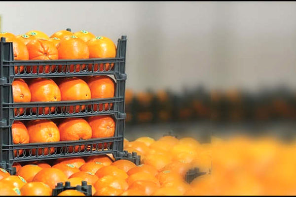 میوه‌هایی که کام مردم را تلخ می‌کند !