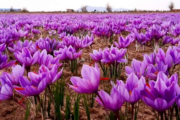 ۱۰۰ درصد مطالبات زعفران‌کاران پرداخت شد