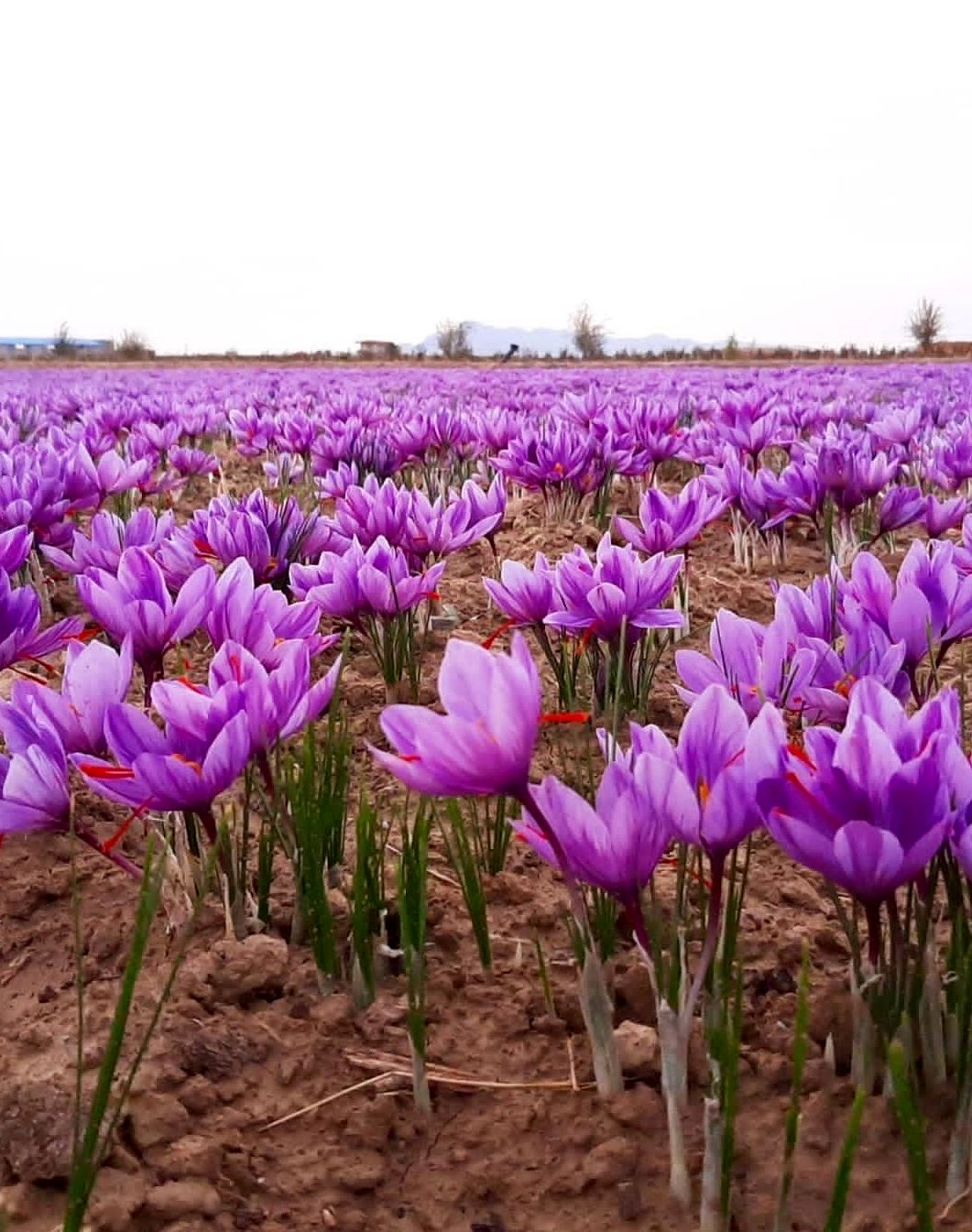 ۱۰۰ درصد مطالبات زعفران‌کاران پرداخت شد