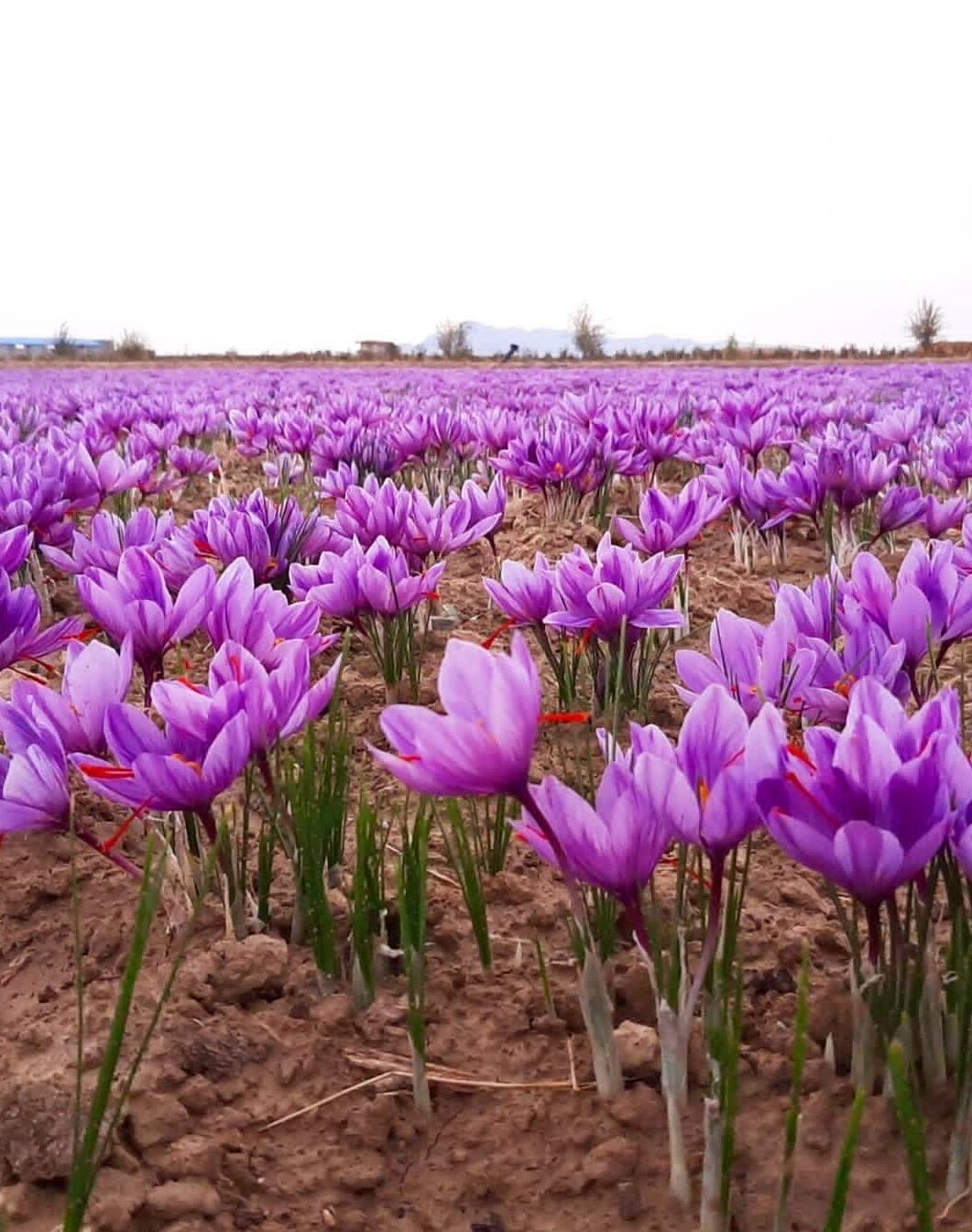۱۰۰ درصد مطالبات زعفران‌کاران پرداخت شد