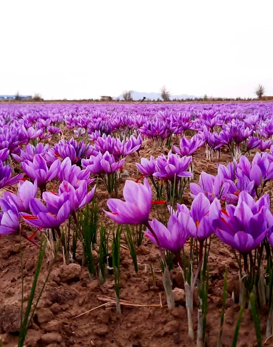 ۱۰۰ درصد مطالبات زعفران‌کاران پرداخت شد