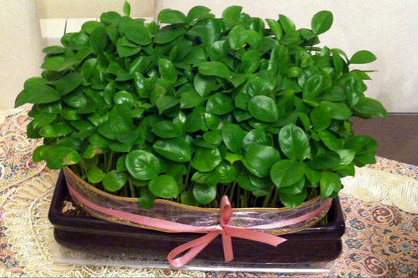 سبزه‌ای متفاوت برای عید نوروز