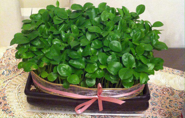 سبزه‌ای متفاوت برای عید نوروز