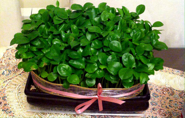 سبزه‌ای متفاوت برای عید نوروز
