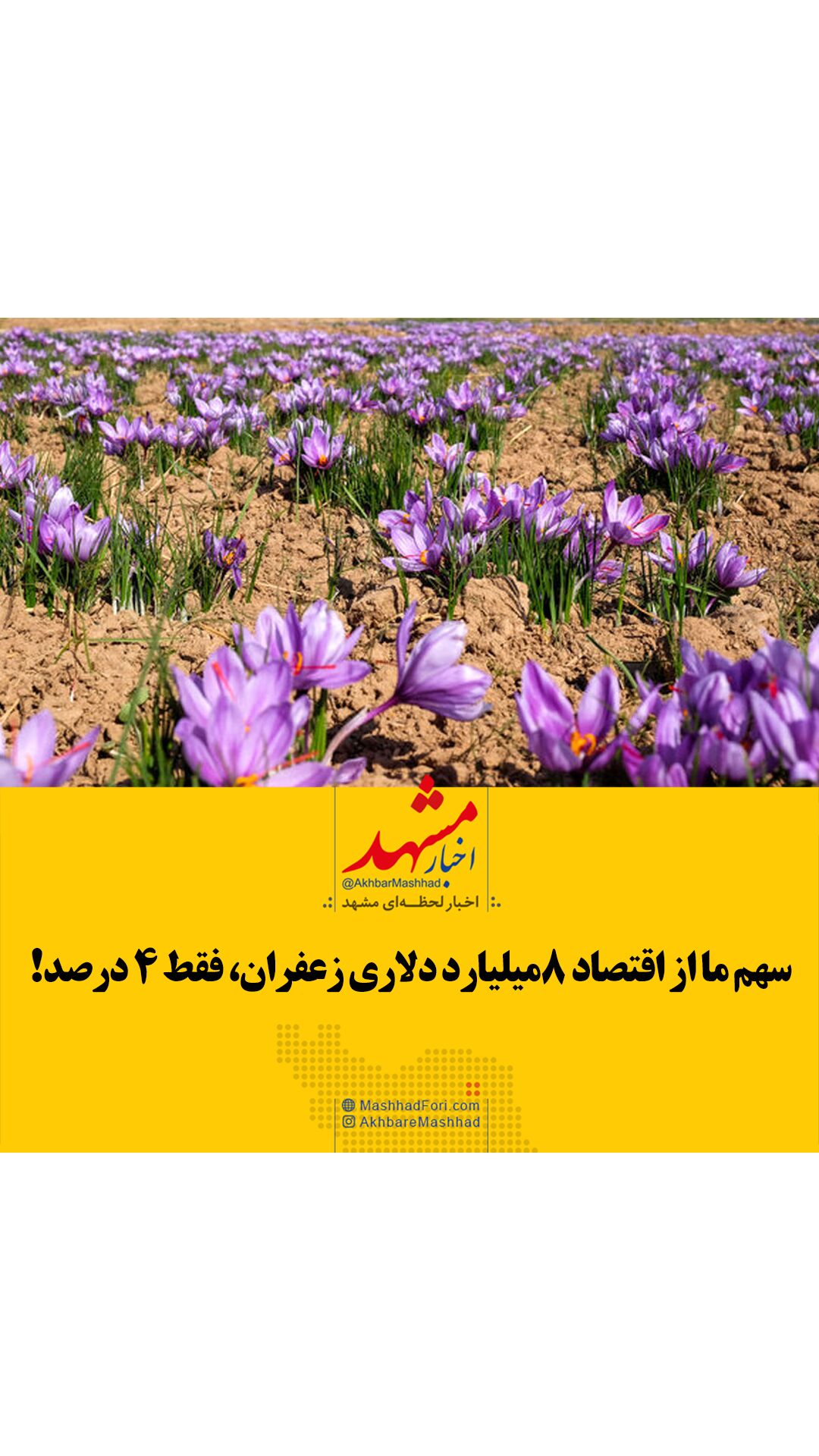فیلم| سهم ما از اقتصاد ۸ میلیاردی زعفران، فقط ۴ درصد