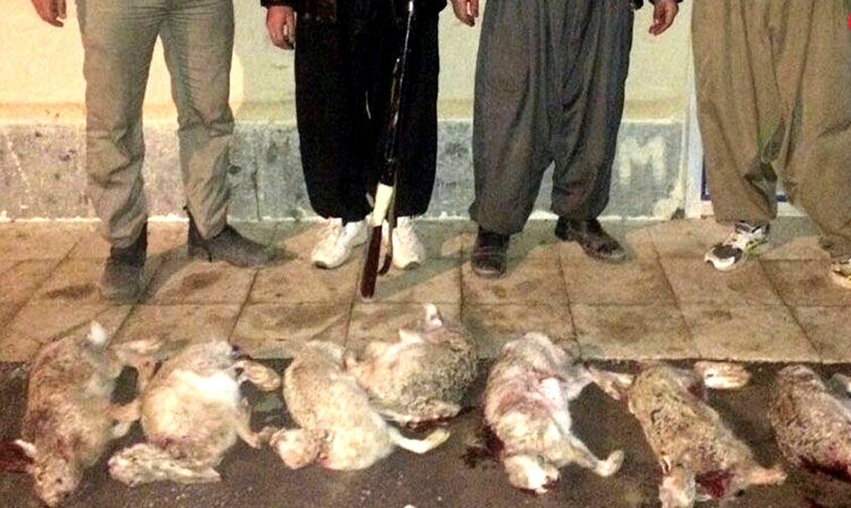 عکس تکان‌دهنده از یک کشتار بی‌رحمانه+ دستگیری شکارچیان بی‌رحم خرگوش
