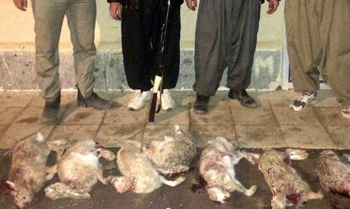 عکس تکان‌دهنده از یک کشتار بی‌رحمانه+ دستگیری شکارچیان بی‌رحم خرگوش