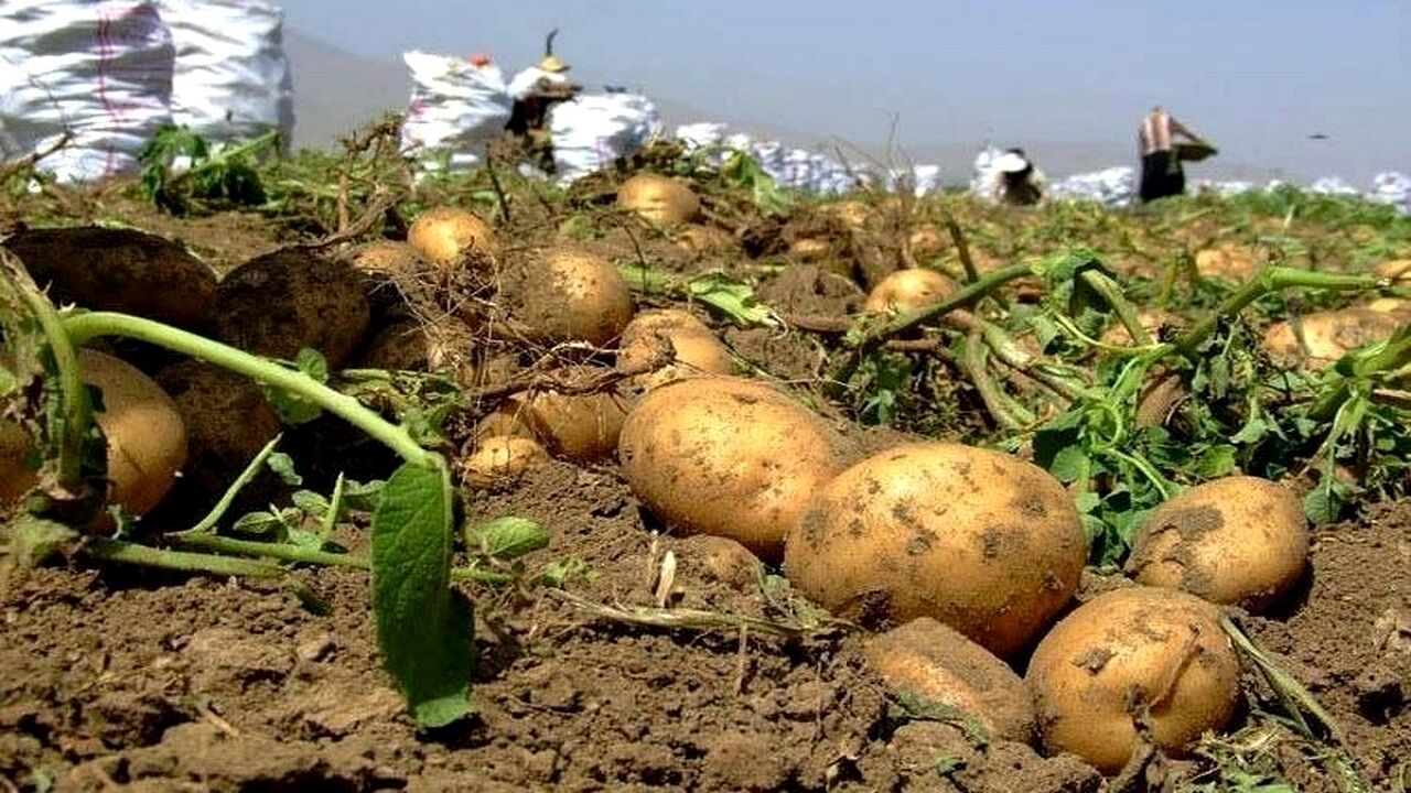 سیب‌زمینی ۷۵ هکتار  از اراضی کشاورزی مشهد برداشت شد