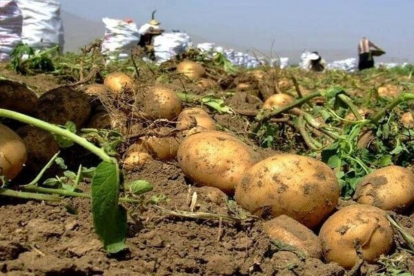 سیب‌زمینی ۷۵ هکتار  از اراضی کشاورزی مشهد برداشت شد