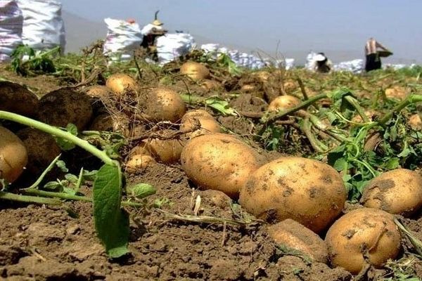 سیب‌زمینی ۷۵ هکتار  از اراضی کشاورزی مشهد برداشت شد