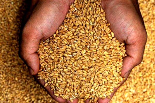 توزیع 7هزار تن بذر جو و گندم در خراسان رضوی