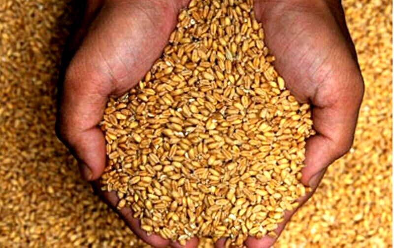 توزیع 7هزار تن بذر جو و گندم در خراسان رضوی