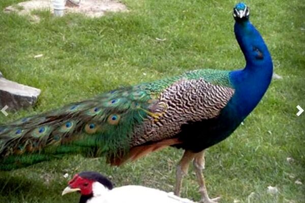 باغ پرندگان مشهد؛ جایی برای تفریح خانوادگی