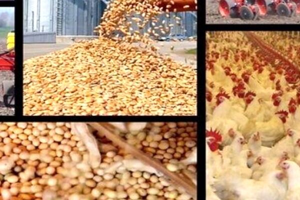 بازار سیاه نهاده‌ها و رد پای دولت/ تنها ۳۰ درصد نیاز تولیدکنندگان مرغ به نهاده‌ها تامین شده است