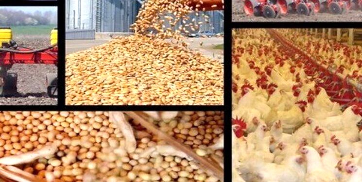 بازار سیاه نهاده‌ها و رد پای دولت/ تنها ۳۰ درصد نیاز تولیدکنندگان مرغ به نهاده‌ها تامین شده است