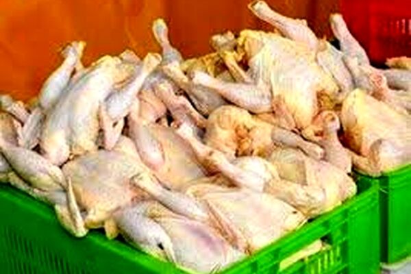 قیمت مرغ رو به کاهش است