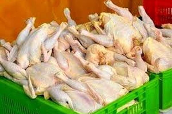 قیمت مرغ رو به کاهش است