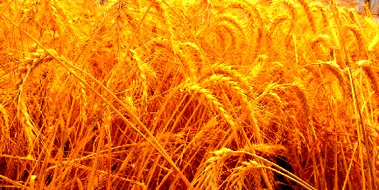 لازمه دستیابی به اهداف کشاورزی پایدار دسترسی به بذرهای اصلاح شده است