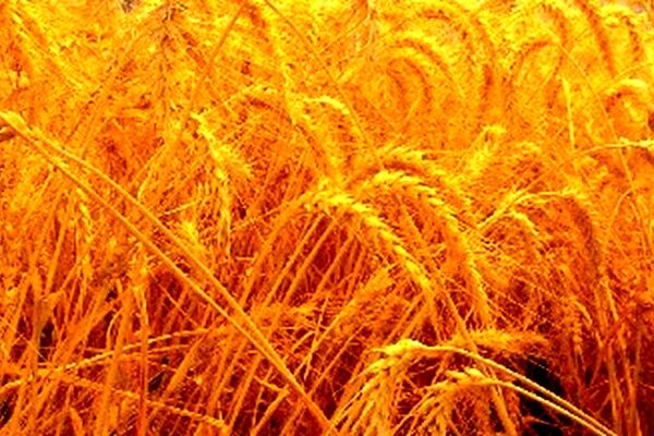 لازمه دستیابی به اهداف کشاورزی پایدار دسترسی به بذرهای اصلاح شده است